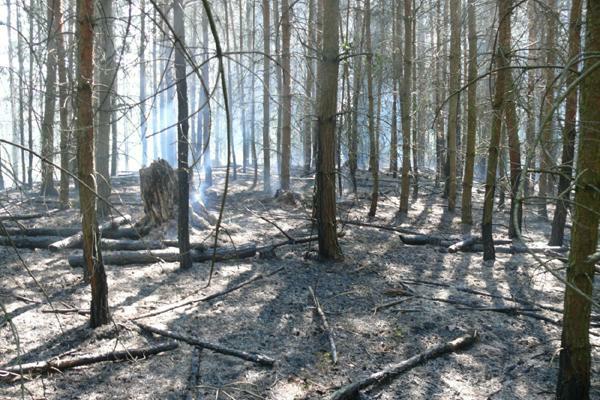 SDH Nov� Stra�ec�